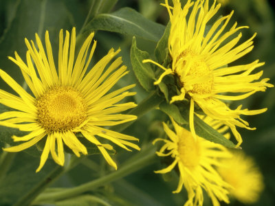 Elecampane Wildflowers Withblue Background by Bill Whelan Pricing Limited Edition Print image