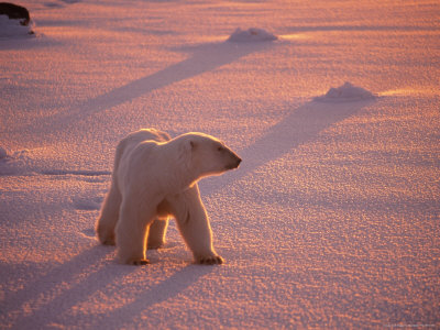 Polar Bear At Sunset, Wapsuk National Park, Canada by Harry Walker Pricing Limited Edition Print image