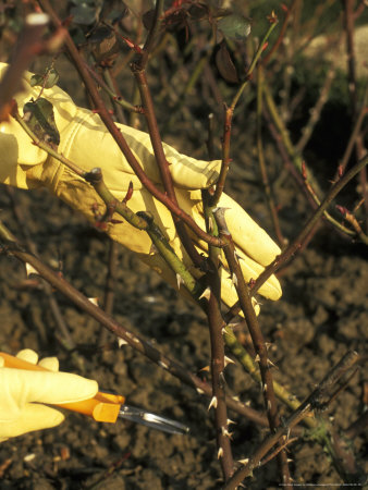 Pruning Rosa (Rose) Using Secateurs, Winter by Michele Lamontagne Pricing Limited Edition Print image