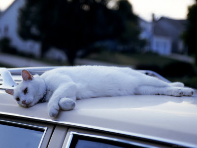 Cat Lying On Roof Of Car by Aneal Vohra Pricing Limited Edition Print image