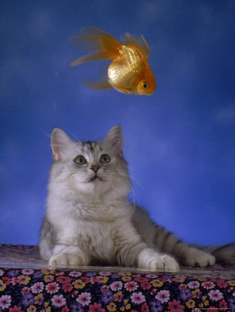 Cat Looking Through Fish Tank At Gold Fish by Richard Stacks Pricing Limited Edition Print image