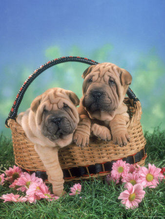Two Puppies Sitting In Basket by Richard Stacks Pricing Limited Edition Print image