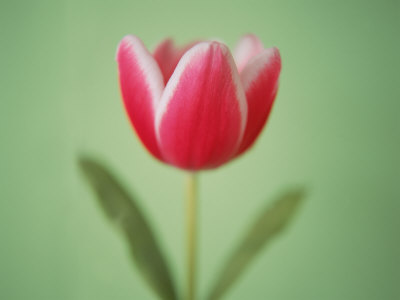 Tulip by Masa Kono Pricing Limited Edition Print image