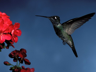 Magnificent Hummingbird Flying Next To Flowers by Fogstock Llc Pricing Limited Edition Print image