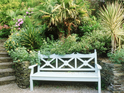 Blue Wooden Bench In Front Of Low Stone Wall, Trachycarpus, Cordyline & Phlomis, Cornwall by Mark Bolton Pricing Limited Edition Print image