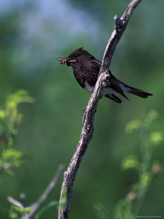 Black Phoebe Bird On A Branch by Fogstock Llc Pricing Limited Edition Print image