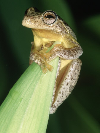 Gray Tree Frog, South-Eastern United States by Marian Bacon Pricing Limited Edition Print image