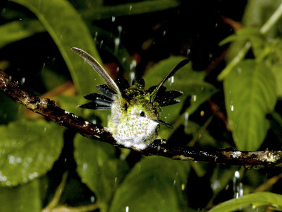 Green-Crowned Brilliant Hummingbird, Female Bathing In Rain, Costa Rica by Michael Fogden Pricing Limited Edition Print image