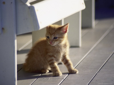 Kitten On Porch by Nancy Sheehan Pricing Limited Edition Print image