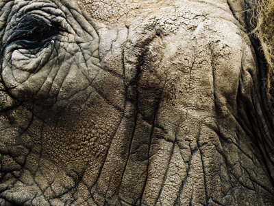 Close-Up Of Elephants Head by Dane Holweger Pricing Limited Edition Print image