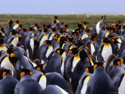 King Penguins (Aptenodytes Patagonicus) Colony, Falkland Islands by Chester Jonathan Pricing Limited Edition Print image