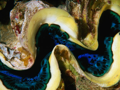 Partially Open Clam, Red Sea, Saudi Arabia by Chris Mellor Pricing Limited Edition Print image