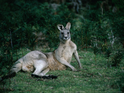 Kangaroo (Macropus Macropodidae) Lying Down, Raymond Island, Victoria, Australia by John Hay Pricing Limited Edition Print image