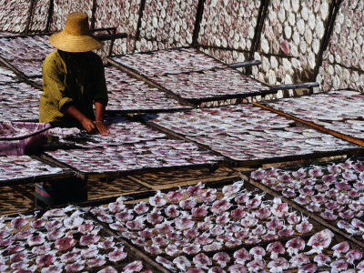 Thousands Of Farmed Squid And Worker, Prachuap Khiri Khan, Thailand by Bill Wassman Pricing Limited Edition Print image