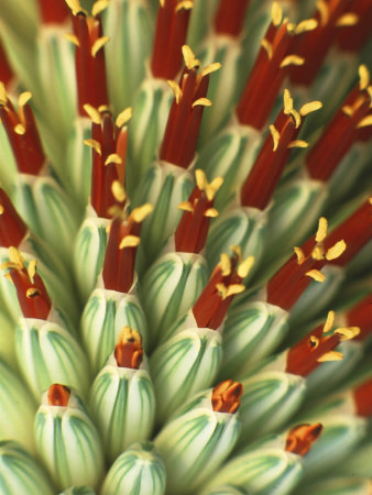 Plant Parts, Aloe Speciosa by Rex Butcher Pricing Limited Edition Print image
