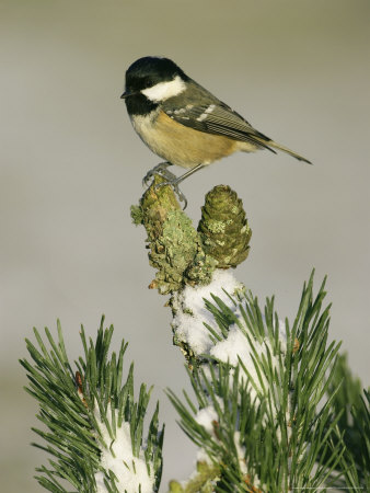 Coal Tit, Perched On Scots Pine In Winter, Scotland by Mark Hamblin Pricing Limited Edition Print image
