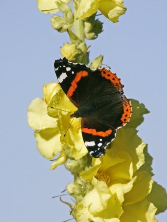 Red Admiral On Flowers Of Mullein, Scotland by Mark Hamblin Pricing Limited Edition Print image