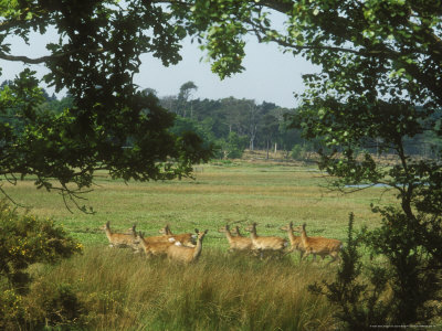 Sika Deer, Group, Arne Rspb Nature Reserve by David Boag Pricing Limited Edition Print image