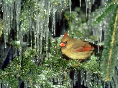 Northern Cardinal, Female, Illinois by Daybreak Imagery Pricing Limited Edition Print image