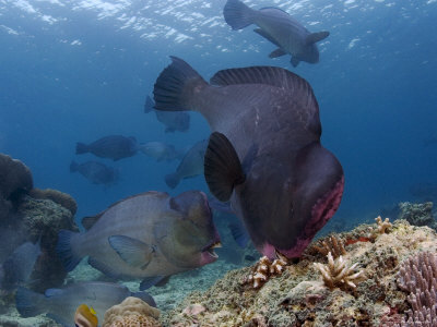 Bumphead Parrotfish, Feeding, Malaysia by David B. Fleetham Pricing Limited Edition Print image