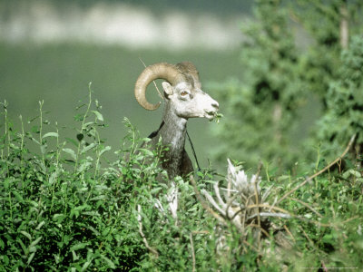 Stone Sheep, Eating, Canada by Patricio Robles Gil Pricing Limited Edition Print image