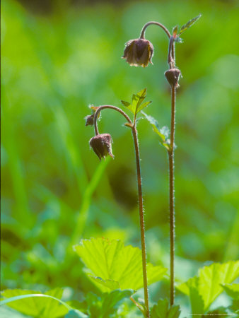 Water Avens, Flower Heads, Spring by David Boag Pricing Limited Edition Print image