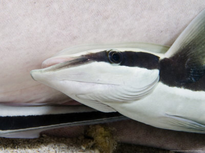 Remora On A Tawny Nurse Shark, Indonesia by David B. Fleetham Pricing Limited Edition Print image