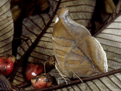 Orion Butterfly, Feeding, Costa Rica by Michael Fogden Pricing Limited Edition Print image