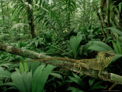 High-Casqued Lizard, Costa Rica by Michael Fogden Pricing Limited Edition Print image