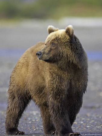 Grizzly Bear, Adult On Tidal Flats, Alaska by Mark Hamblin Pricing Limited Edition Print image