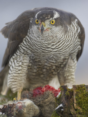 Goshawk, Adult With Prey, Scotland by Mark Hamblin Pricing Limited Edition Print image