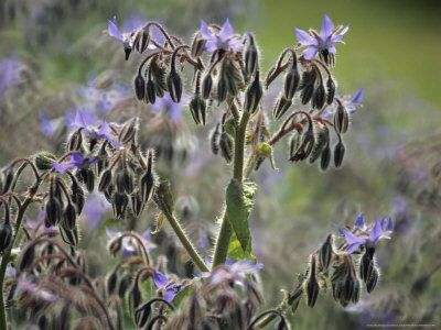 Borago Officinalis (Borage), Close-Up Of Hairy Blue Flowers With Buds by Hemant Jariwala Pricing Limited Edition Print image