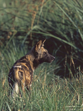Wild Dog, Botswana by Chris And Monique Fallows Pricing Limited Edition Print image