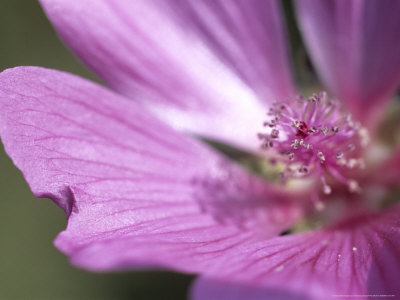 Lavatera Thuringiaca (Tree Mallow) by Hemant Jariwala Pricing Limited Edition Print image