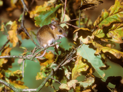 Wood Mouse, Adult by David Boag Pricing Limited Edition Print image