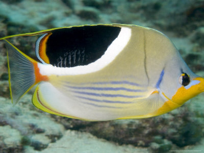 Saddleback Butterflyfish, Malaysia by David B. Fleetham Pricing Limited Edition Print image