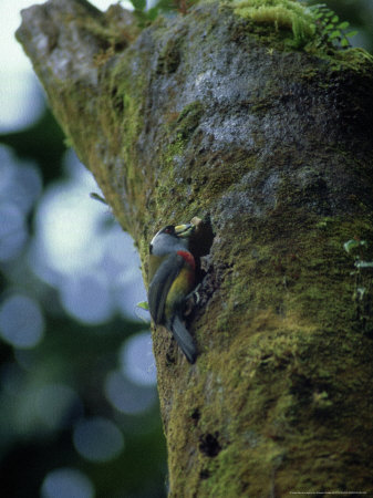 Toucan Barbet At Nest Hole, Venezuela by Patricio Robles Gil Pricing Limited Edition Print image