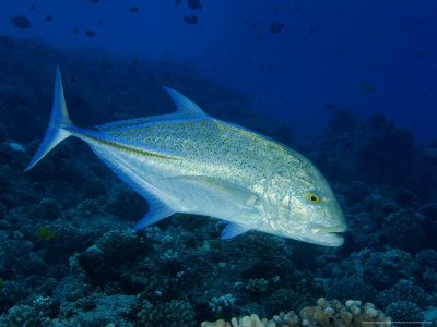 Bluefin Trevally Or Jack, Hawaii by David B. Fleetham Pricing Limited Edition Print image