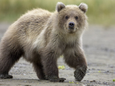 Grizzly Bear, Spring Cub Walking, Alaska by Mark Hamblin Pricing Limited Edition Print image