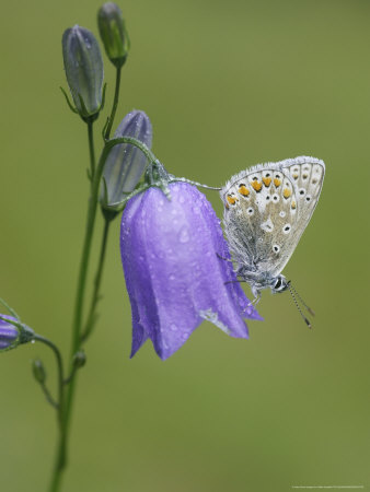 Common Blue, Resting On Harebell, Scotland by Mark Hamblin Pricing Limited Edition Print image