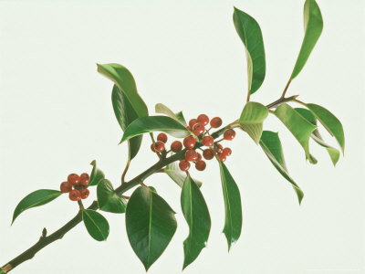 Holly, Berries by Niall Benvie Pricing Limited Edition Print image