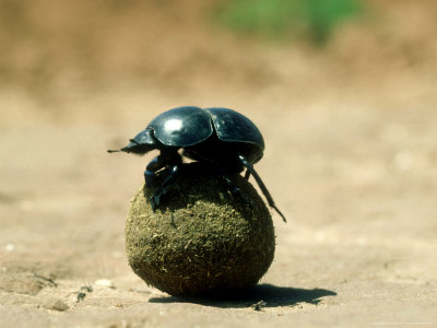 Flightless Dung Beetle, With Dung Ball, South Africa by David Curl Pricing Limited Edition Print image