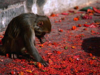 Local Inhabitants Of Swayambhunath Stupa Or The Monkey Temple In Kathmandu by Jeff Cantarutti Pricing Limited Edition Print image