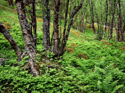 Ferns In Lulledalen Nature Reserve, North Norway by Heikki Nikki Pricing Limited Edition Print image