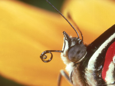 89 Butterfly, Trinidad by Oxford Scientific Pricing Limited Edition Print image