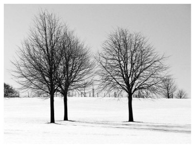 Silhouettes Of Winter I by Ilona Wellmann Pricing Limited Edition Print image