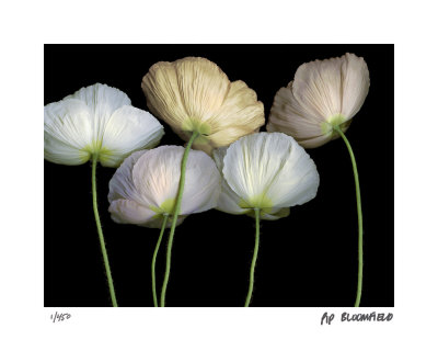 Cream Poppies by Pip Bloomfield Pricing Limited Edition Print image