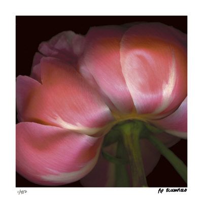 Peony by Pip Bloomfield Pricing Limited Edition Print image