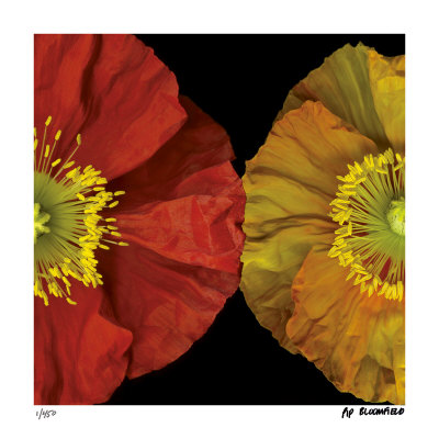 Red & Yellow Poppy I by Pip Bloomfield Pricing Limited Edition Print image