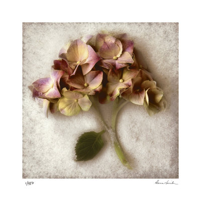Sand Hydrangea by Donna Geissler Pricing Limited Edition Print image